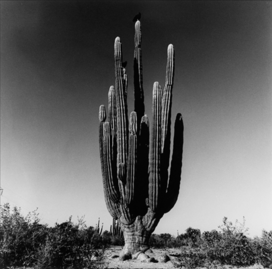 Graciela Iturbide - Desierto de Sonora